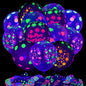 60 Pcs UV Neon Balloons, 14 Inch UV Black Light Balloons Glow in the dark for Birthday Decorations Wedding Glow Party Supplies Blacklight Carnival